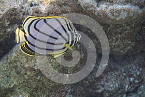 Scrawled butterflyfish Chaetodon meyeri